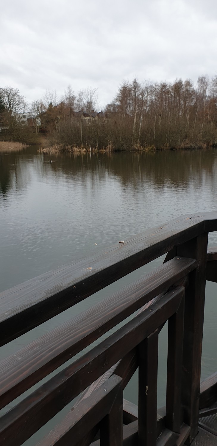 livebirdspoland_a99e5963dfd6d6b1482cde9baef3fb9d.jpg