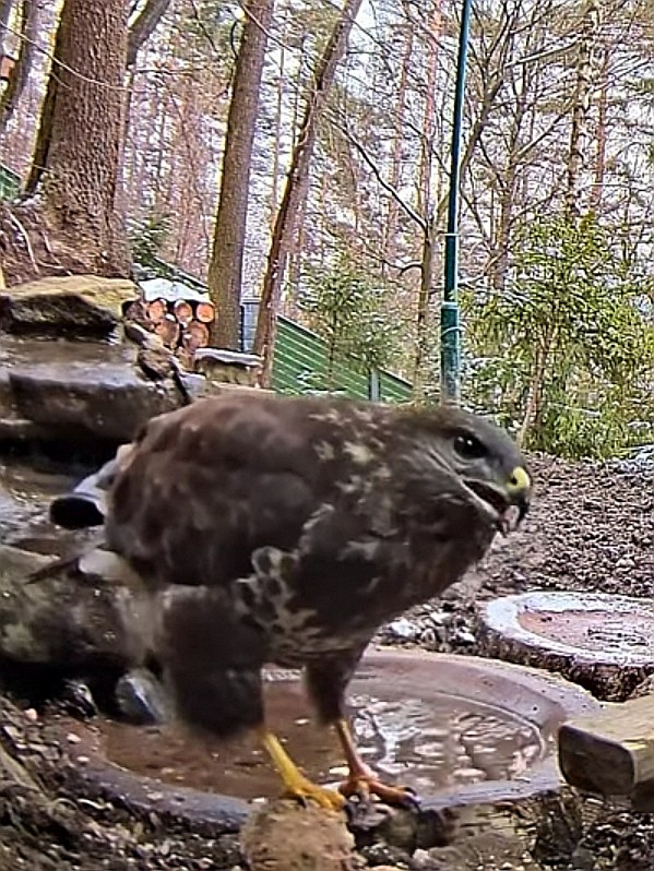 livebirdspoland_e387fea2bca74684f1e4f301c068c4c7.jpg