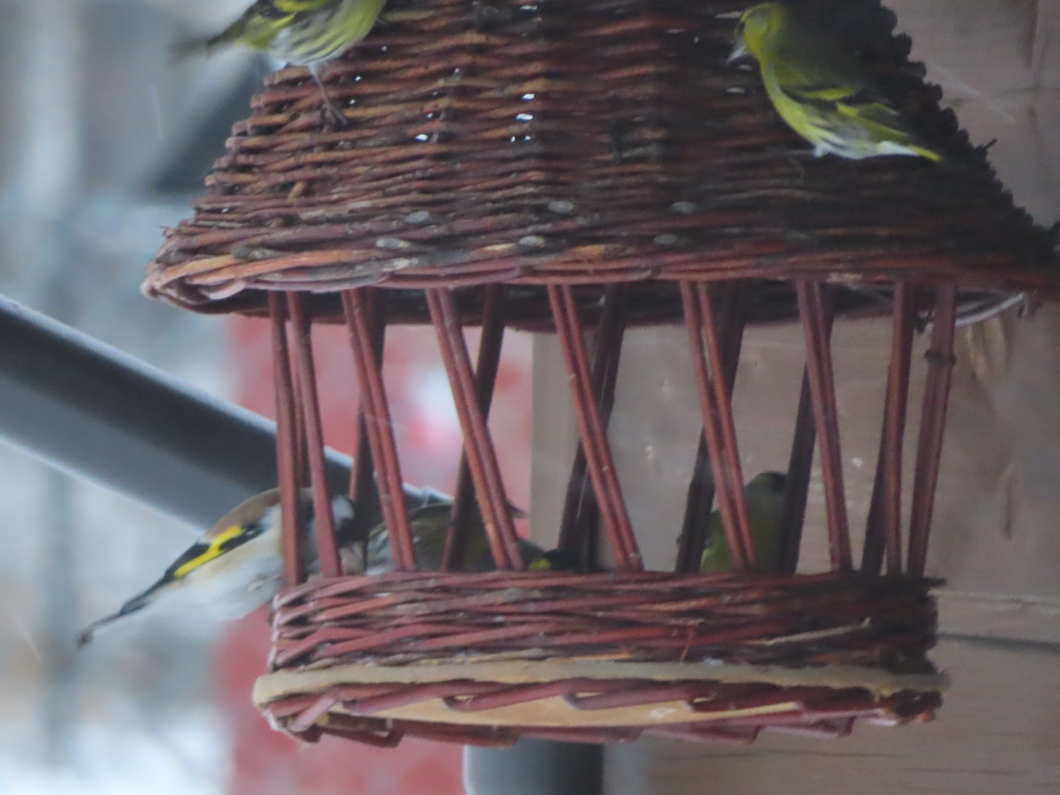 livebirdspoland_6bad797fd15e05142cde649e7a669042.jpg