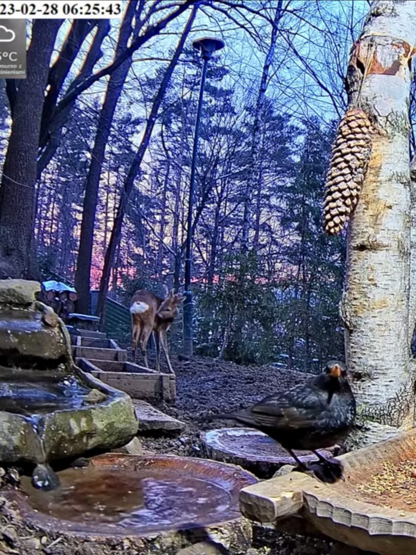 livebirdspoland_f718da9c1687a80bae00a696c856d16a.jpg