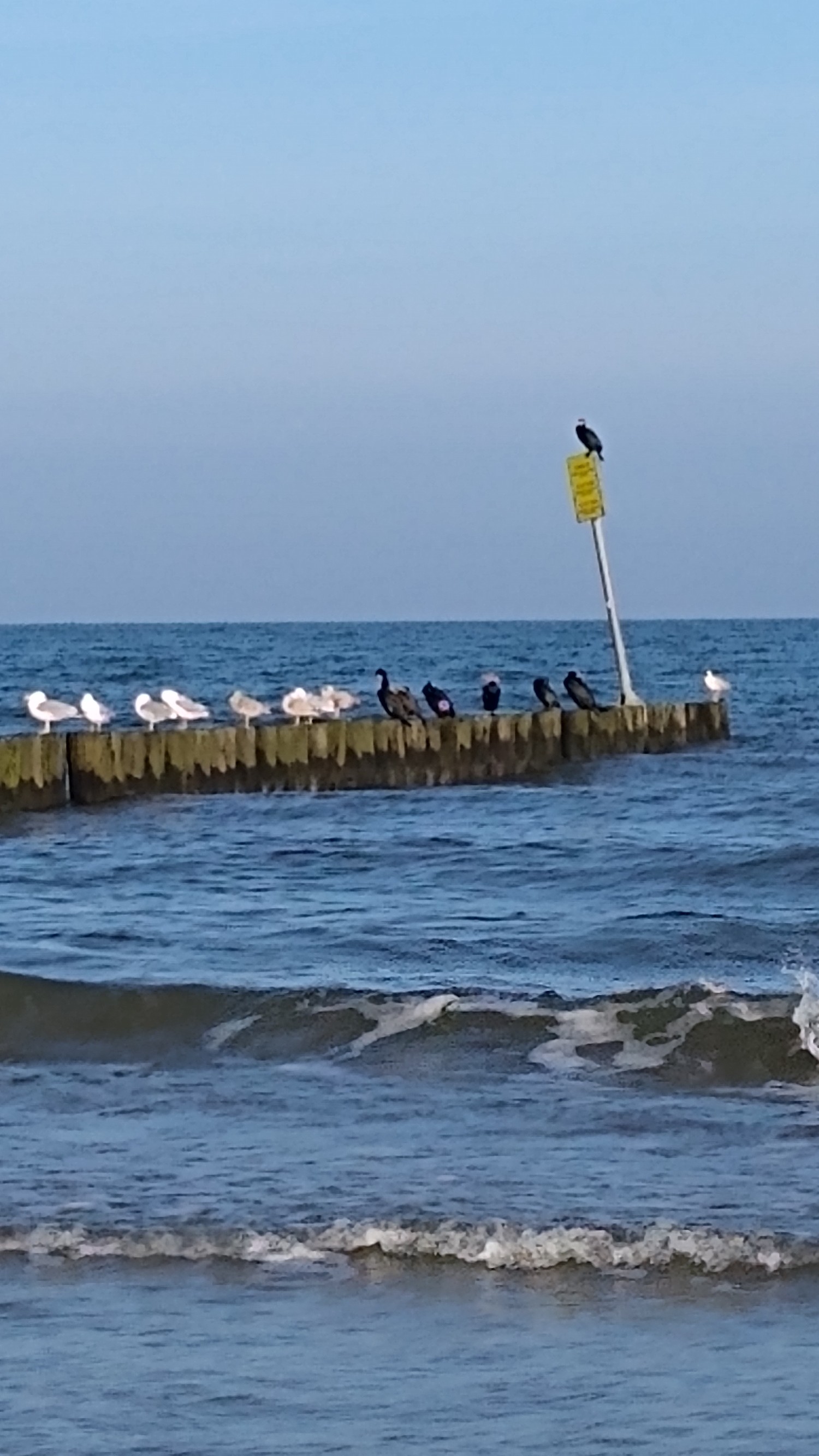 livebirdspoland_7e6675852684f38b092ab195dce24bf4.jpg