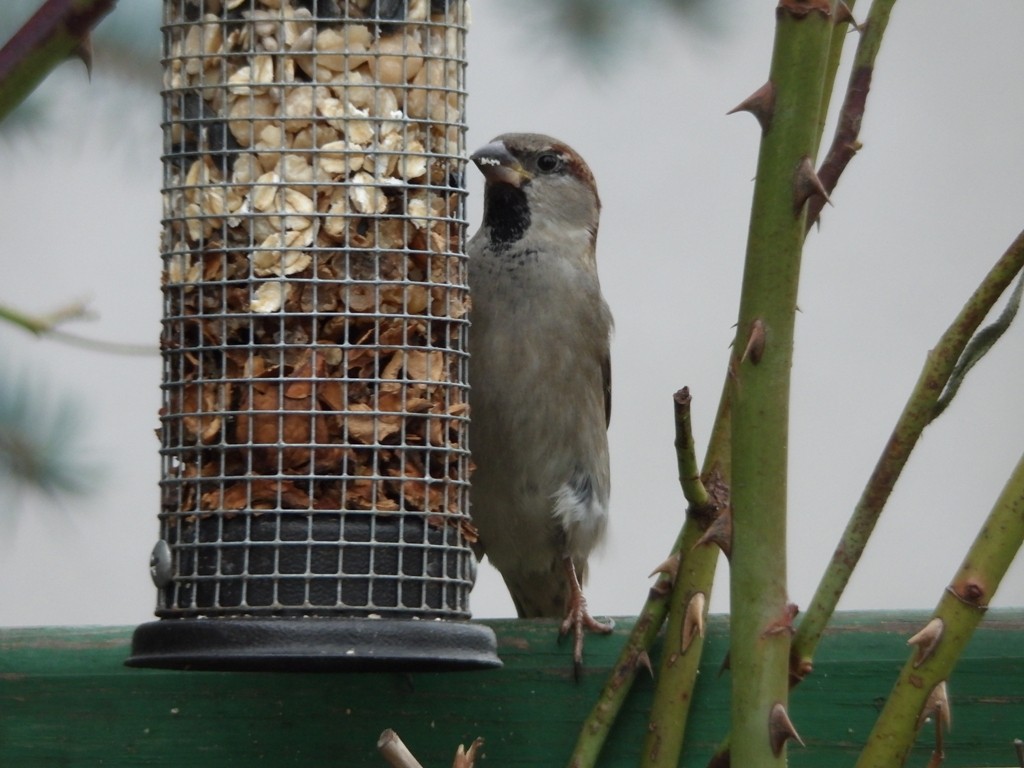 livebirdspoland_2902a309de95ef8038e49896ddca7d85.jpg