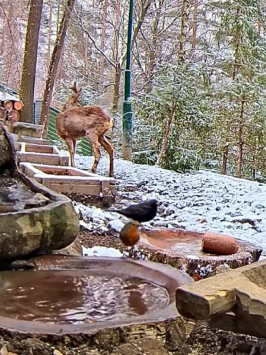 livebirdspoland_6a55970f481ce653ab31fe7c6185e5d5.jpg