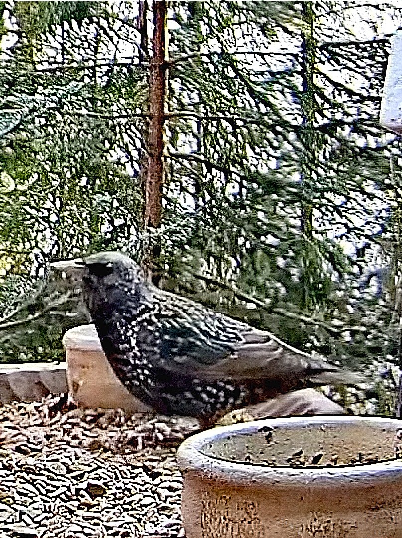 livebirdspoland_c9e90a6ae7039070d3ffad682c755297.jpg
