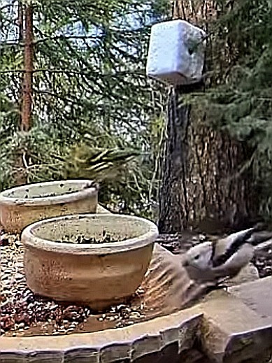livebirdspoland_5a2cd22b5380a920ee5d8d2d04466e29.jpg