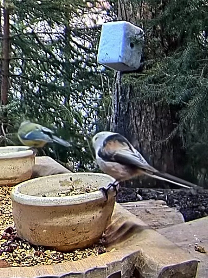 livebirdspoland_1a2c70b6d462114fcca4141ed490bc24.jpg