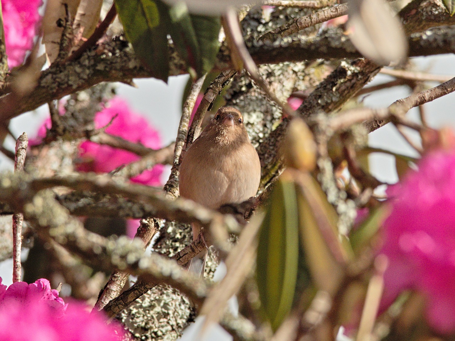 livebirdspoland_3c92f16227e5615b999390caba6a08d6.jpg