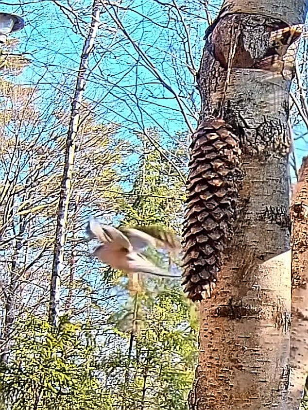 livebirdspoland_9b99825fc55d821f5e3343f681e3ecb5.jpg