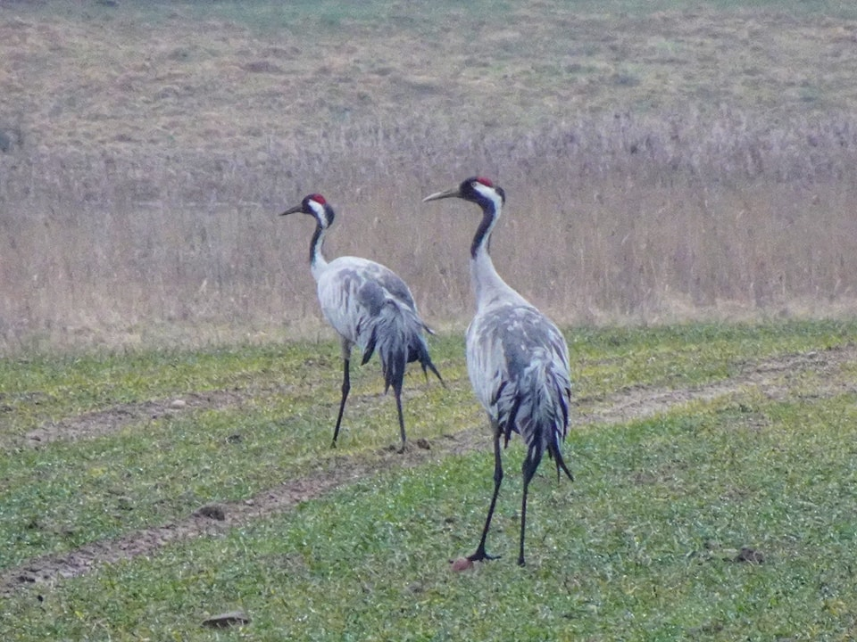 livebirdspoland_55f7df49b4aeb9f973e46ac22739be37.png