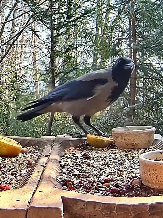 livebirdspoland_e9e2ce06f23264512b74ab2459234818.jpg