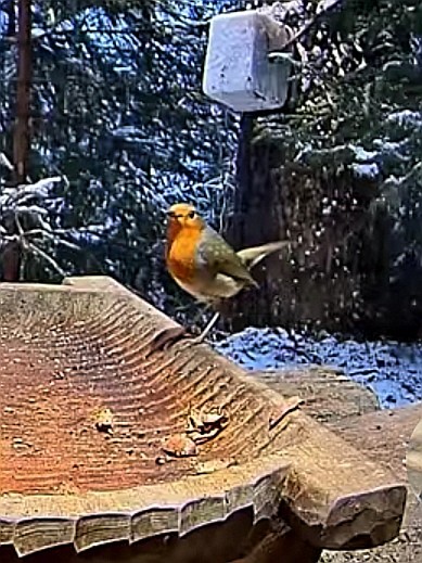 livebirdspoland_994aa977942d8c7a0ef4474ccfa09e02.jpg