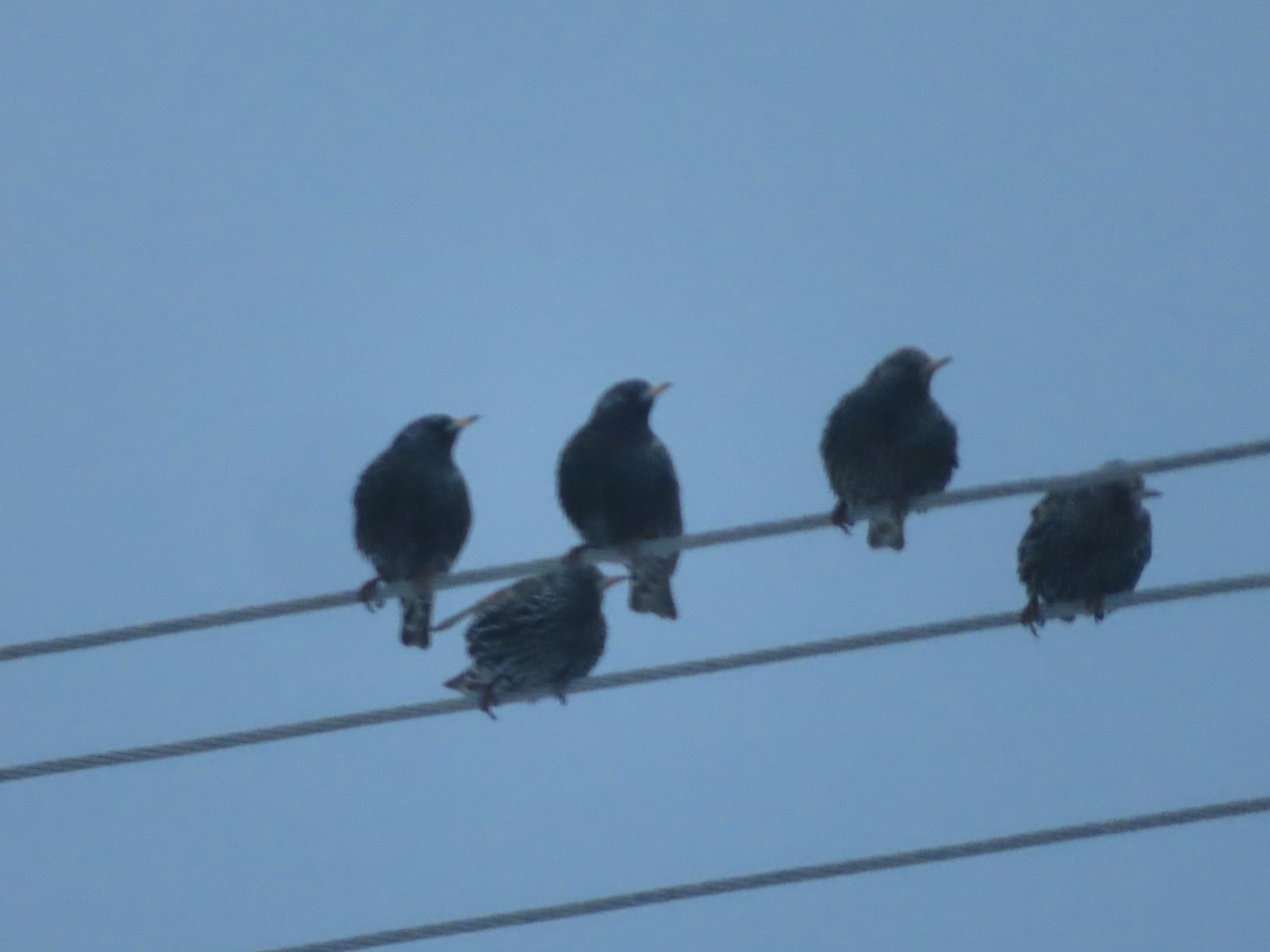 livebirdspoland_2f0a3938ca63ddabef23c361d45e5655.jpg