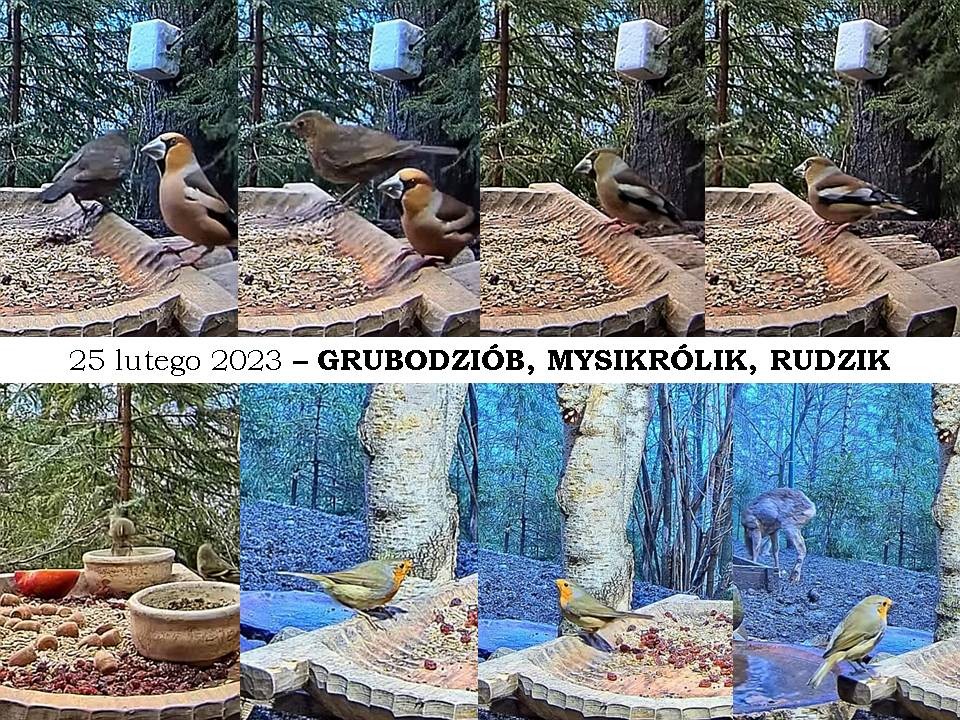 livebirdspoland_2581f136052d6db6771207b41344c072.jpg