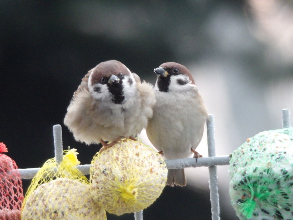 livebirdspoland_fb3fa2ac457616abe76866a811d4cc0d.jpg