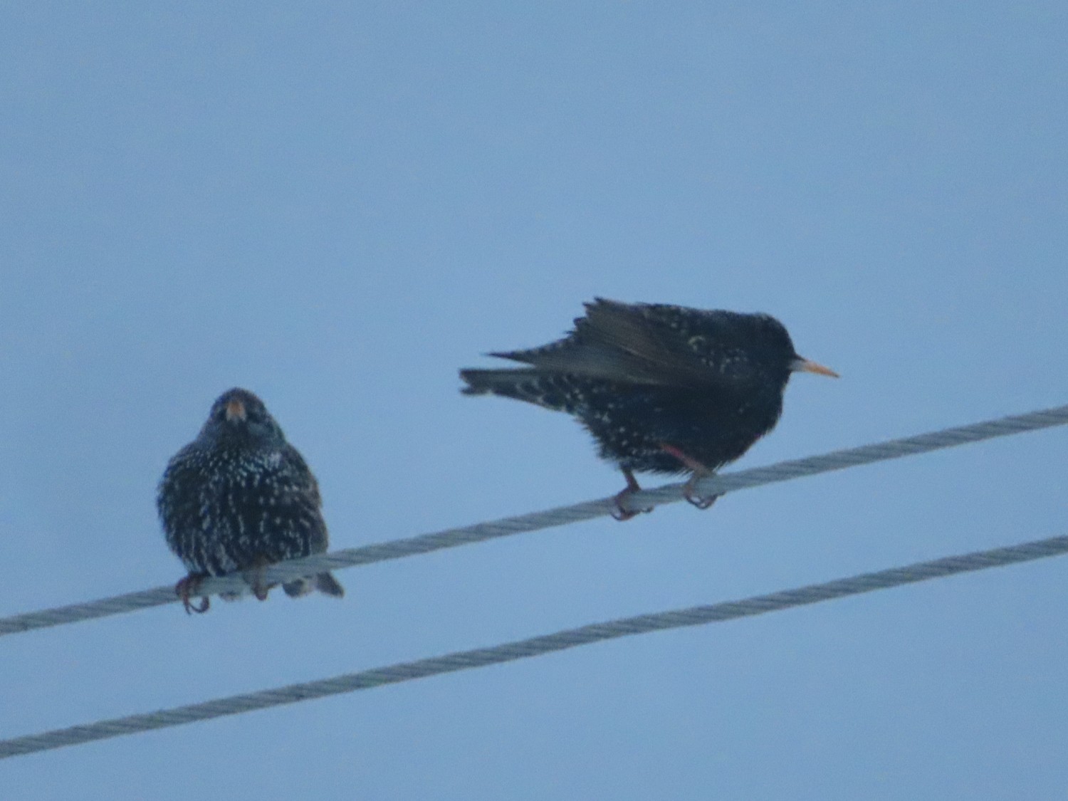 livebirdspoland_2c5587cc8685d660814bdf8475c57661.jpg