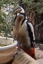 livebirdspoland_7f90103d694f22f5cda0e6ab47eec479.png