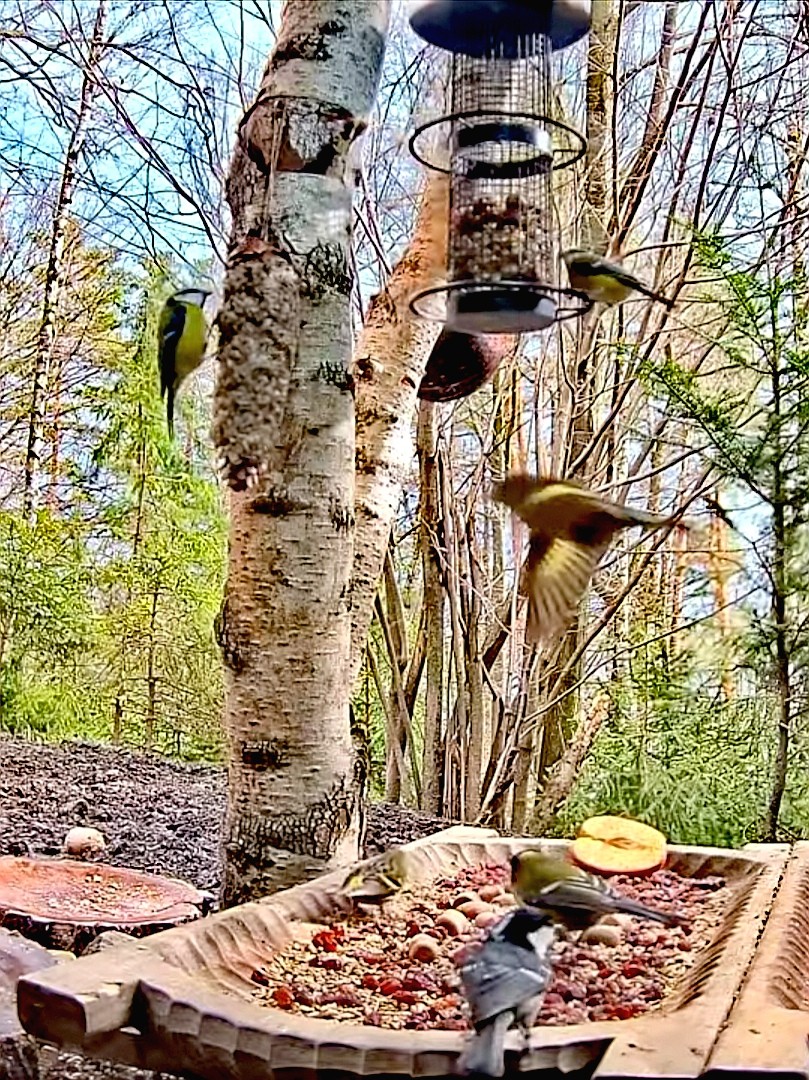 livebirdspoland_47b0df679b82180594112021002cdf4f.jpg