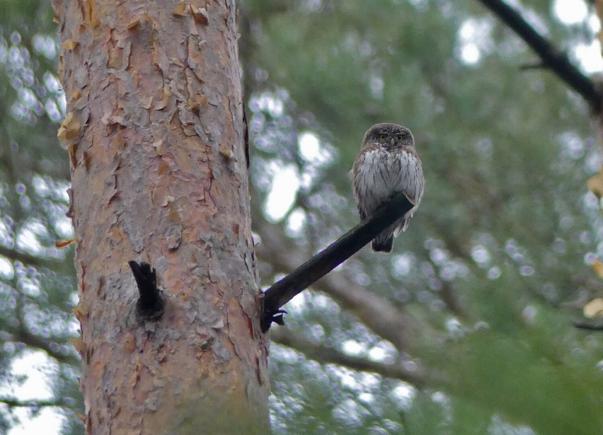 livebirdspoland_5b00f3261f7db6f13e6f87b1b80bd002.jpg