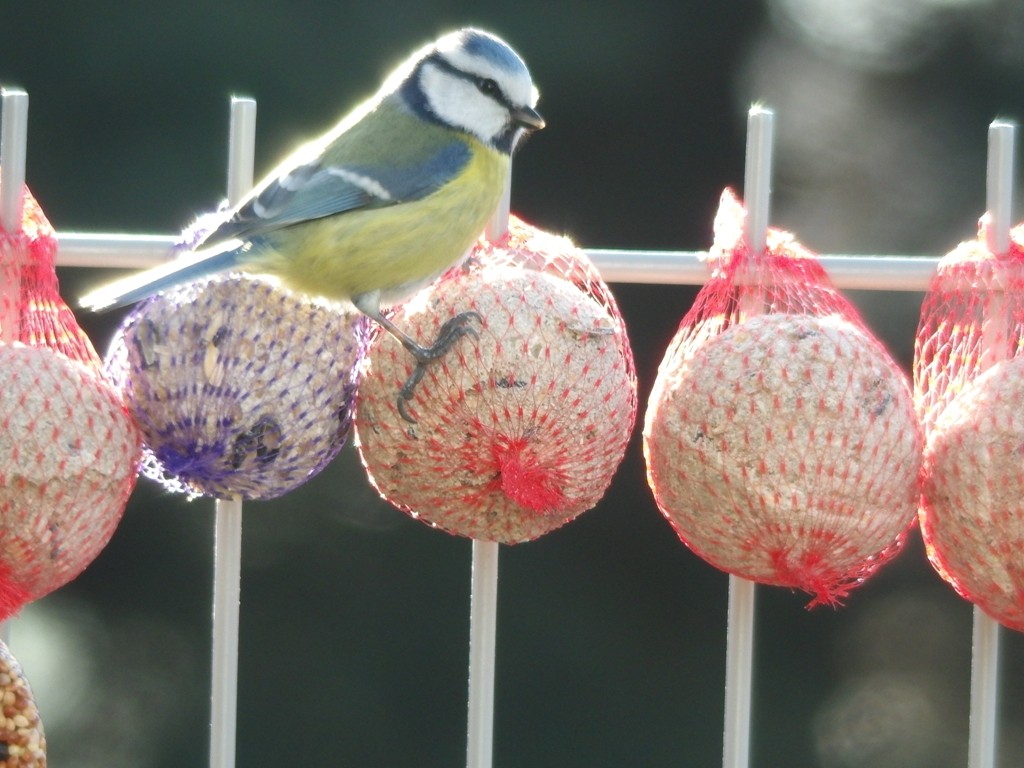 livebirdspoland_84abaf15f8ac13f098eef9099c4ffda8.jpg