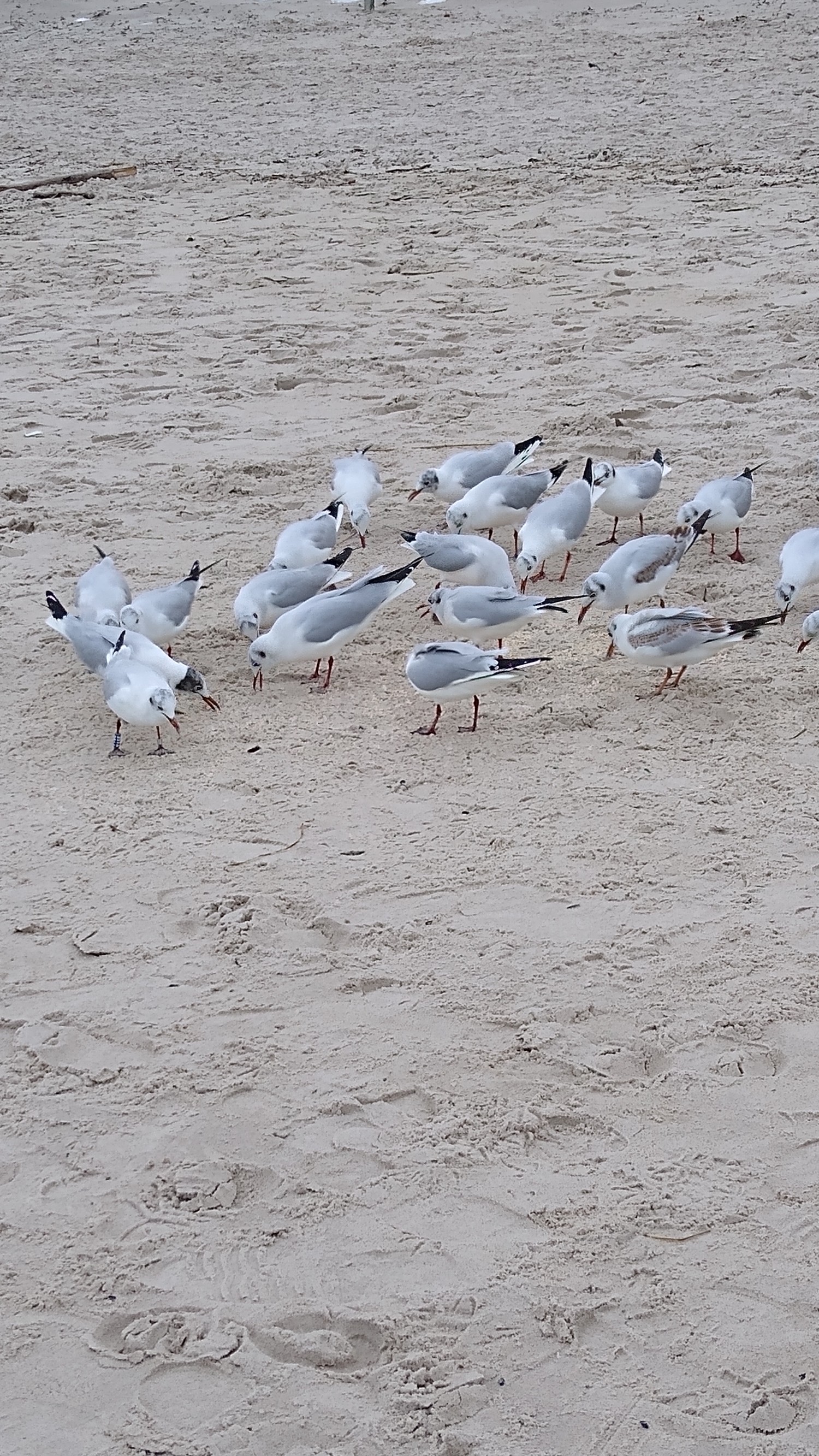 livebirdspoland_a06f970ee81822398c8e0f0c7987ba7c.jpg