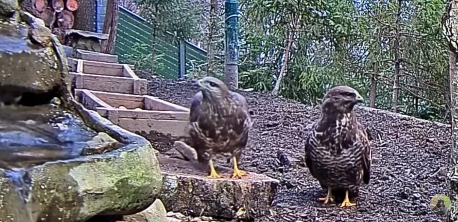 livebirdspoland_64353e61a8e587e9a178d0018940e738.jpg
