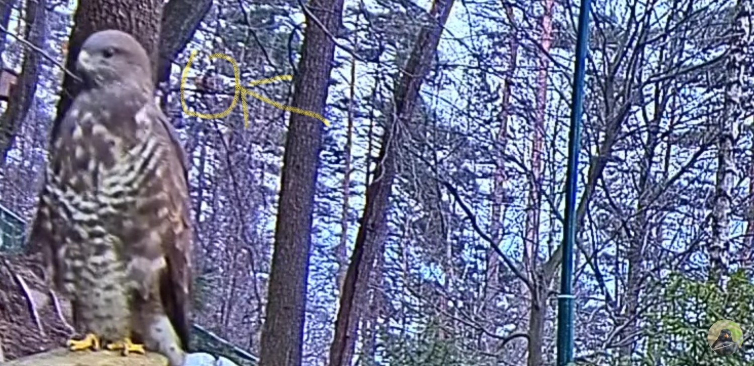 livebirdspoland_1a8b02c90f0bd6ea72bb0c9c4f00dd0b.jpg
