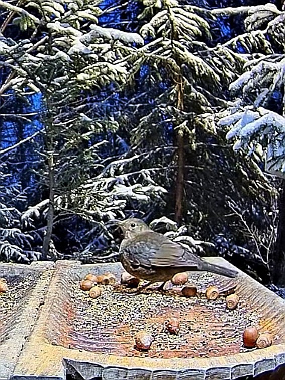 livebirdspoland_a6675aad616a2f7b019225b73331b481.jpg