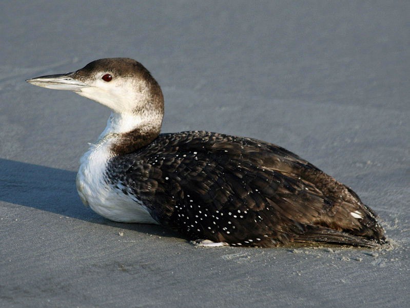 livebirdspoland_362fbecdc712088fbc49274db74e4e35.jpg