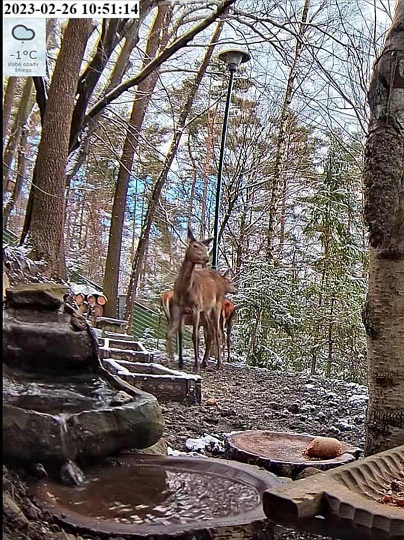 livebirdspoland_376457adb12fd9bde81c0ef6455e9881.jpg
