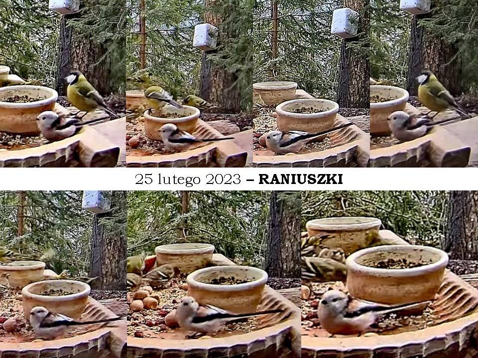 livebirdspoland_87accdeab58f324b034c0083ed9d63c3.jpg
