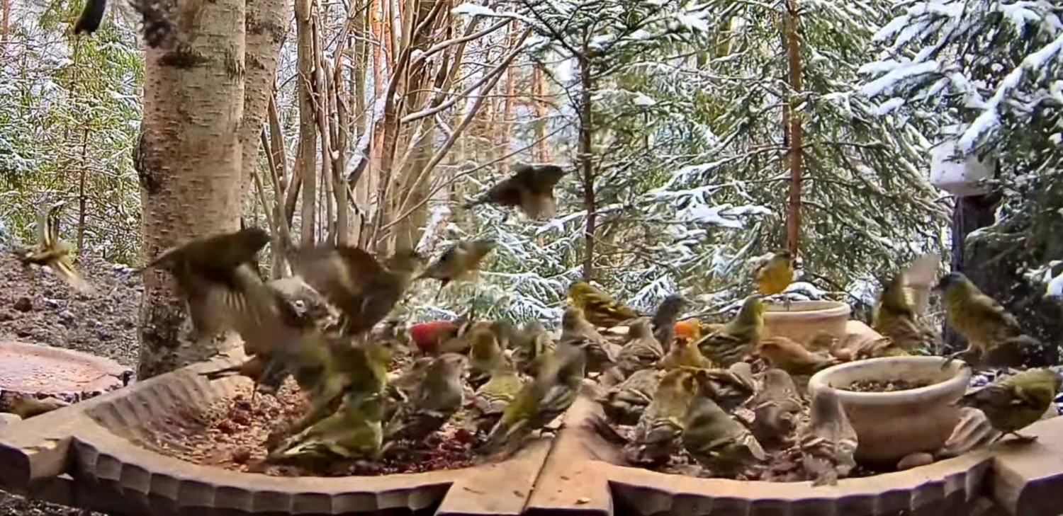 livebirdspoland_5fd44d02d23dfbc29add481a73072c6e.jpg