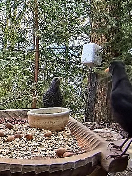 livebirdspoland_1df90db2de4032d27fad5925dc784e9d.jpg