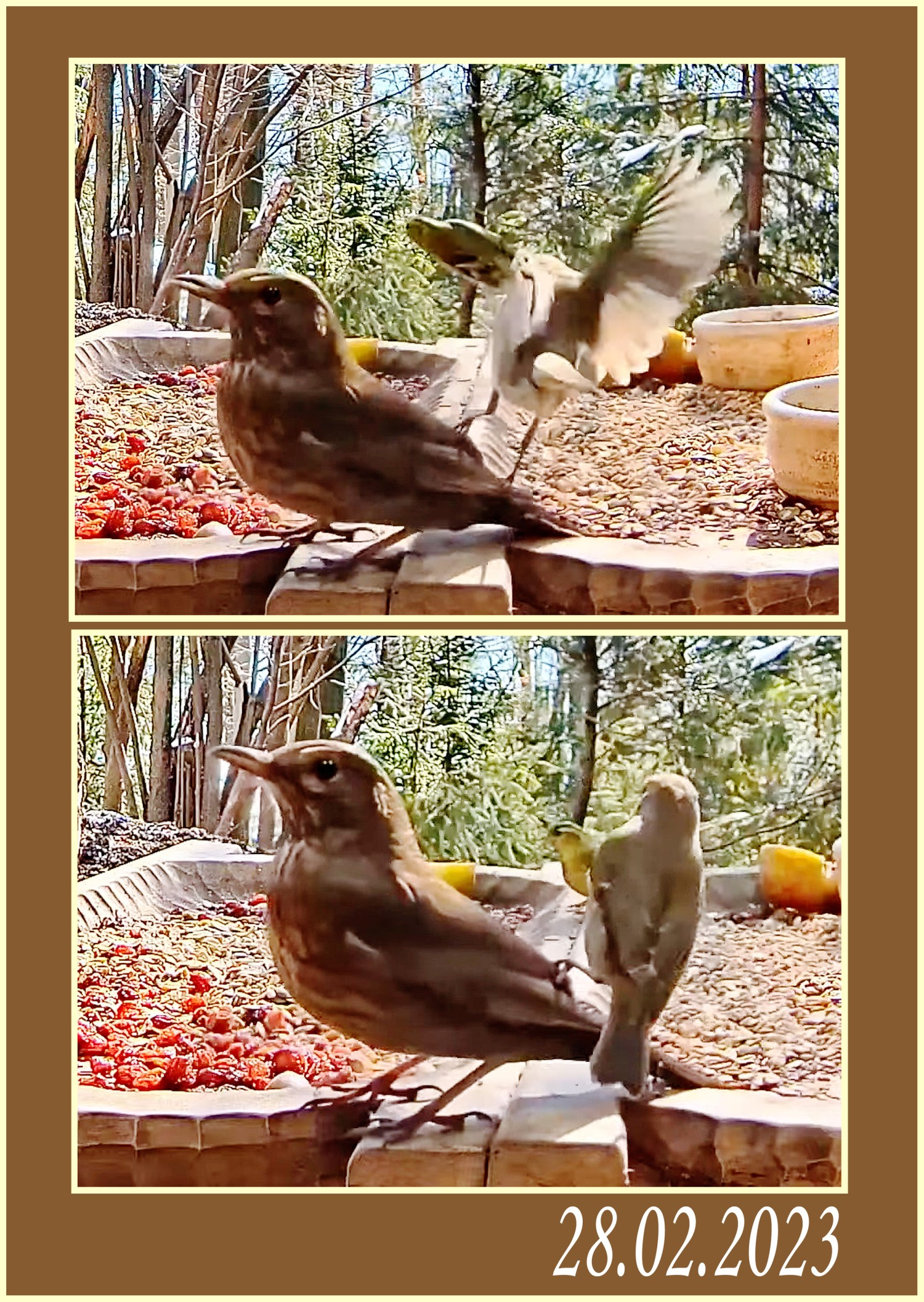 livebirdspoland_3ca69b4d5a8ddcf05cd077fe0d7ef2f7.jpg