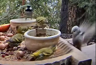 livebirdspoland_854f31430832298a0dc08b6ac5e053bd.png