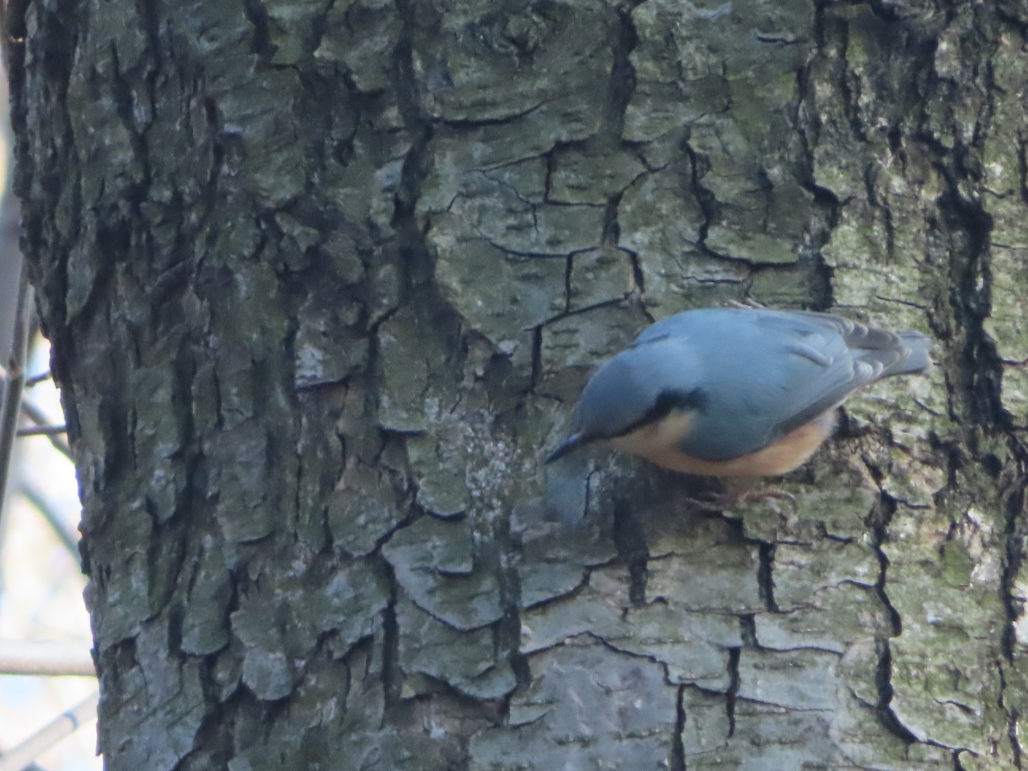 livebirdspoland_9e1d8342778eb5b604c6cc5cadc954f3.jpg