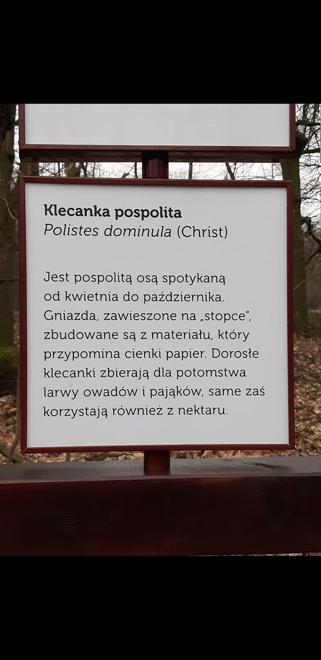 livebirdspoland_53d01804df2f8877c9e66426298e5f3e.jpg