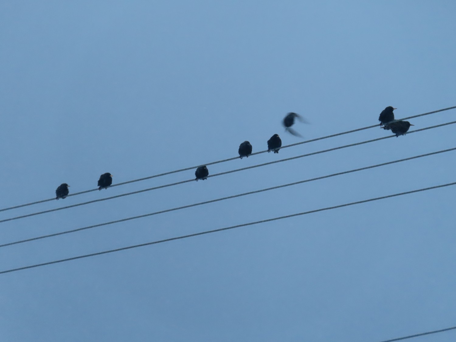 livebirdspoland_692694c2efb0df588a44440b387205a7.jpg