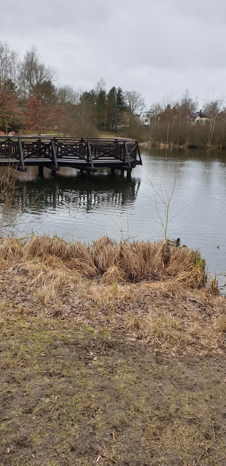 livebirdspoland_dabf2fe3969b71f6a3a67b5836d68e5f.jpg