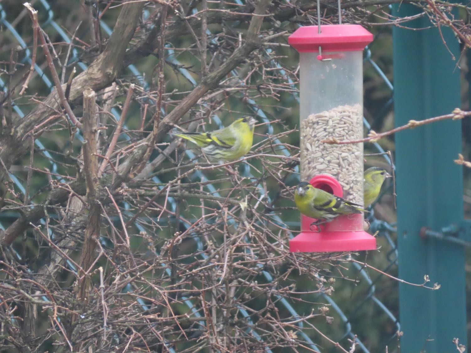 livebirdspoland_d7ca4e530ee396000e255d60ddbc13ef.jpg