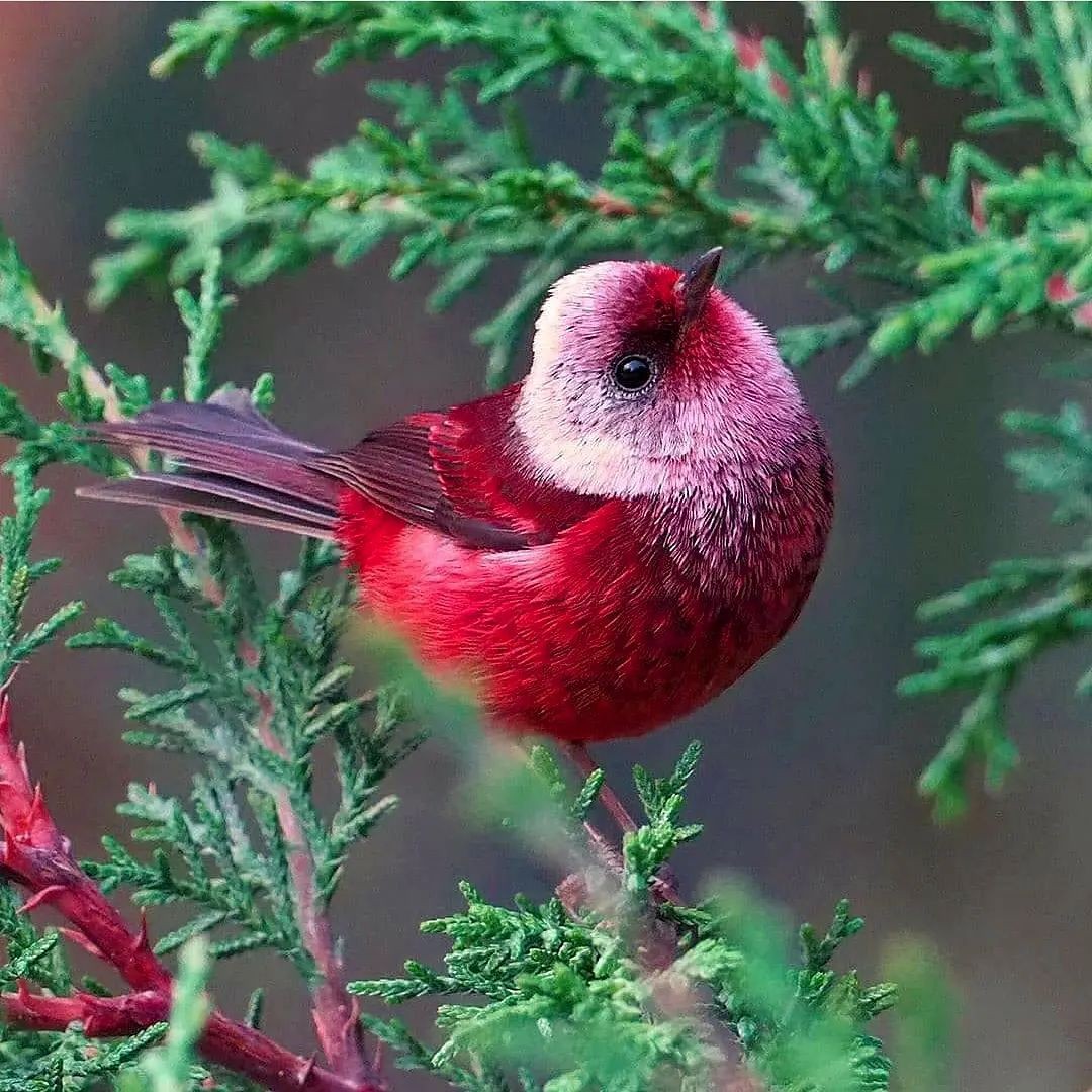 livebirdspoland_4239ae13405334909c7c8fac0812c709.jpg