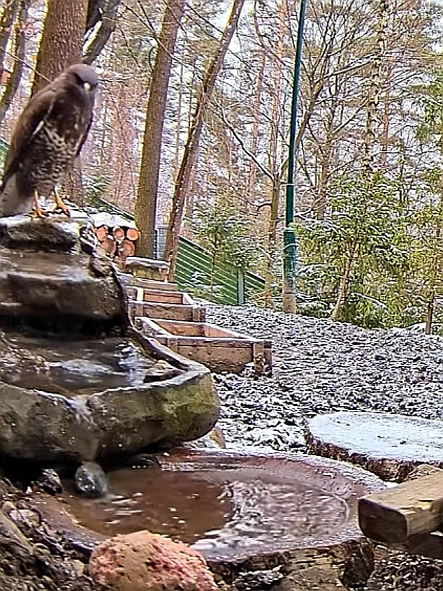 livebirdspoland_a360ccdfcb7e2590802d8ad8f29a1264.jpg