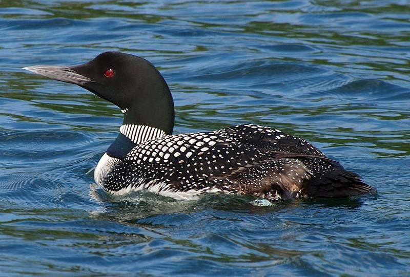 livebirdspoland_64efd75c6becc1546814a1362fdc89fc.jpg
