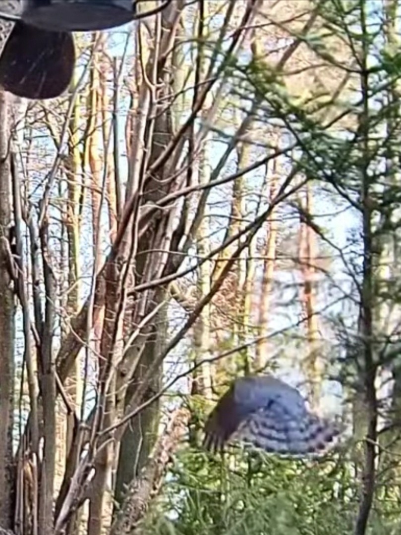 livebirdspoland_704a8a2adbbcfcf840e3017cebf5738a.jpg