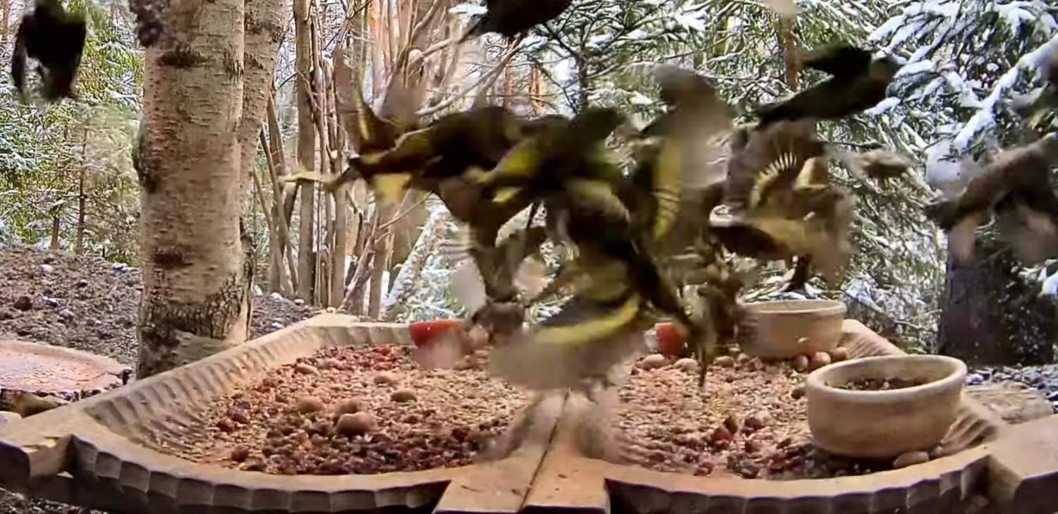 livebirdspoland_3efb8f49c594df06720c303159b4d2d9.jpg