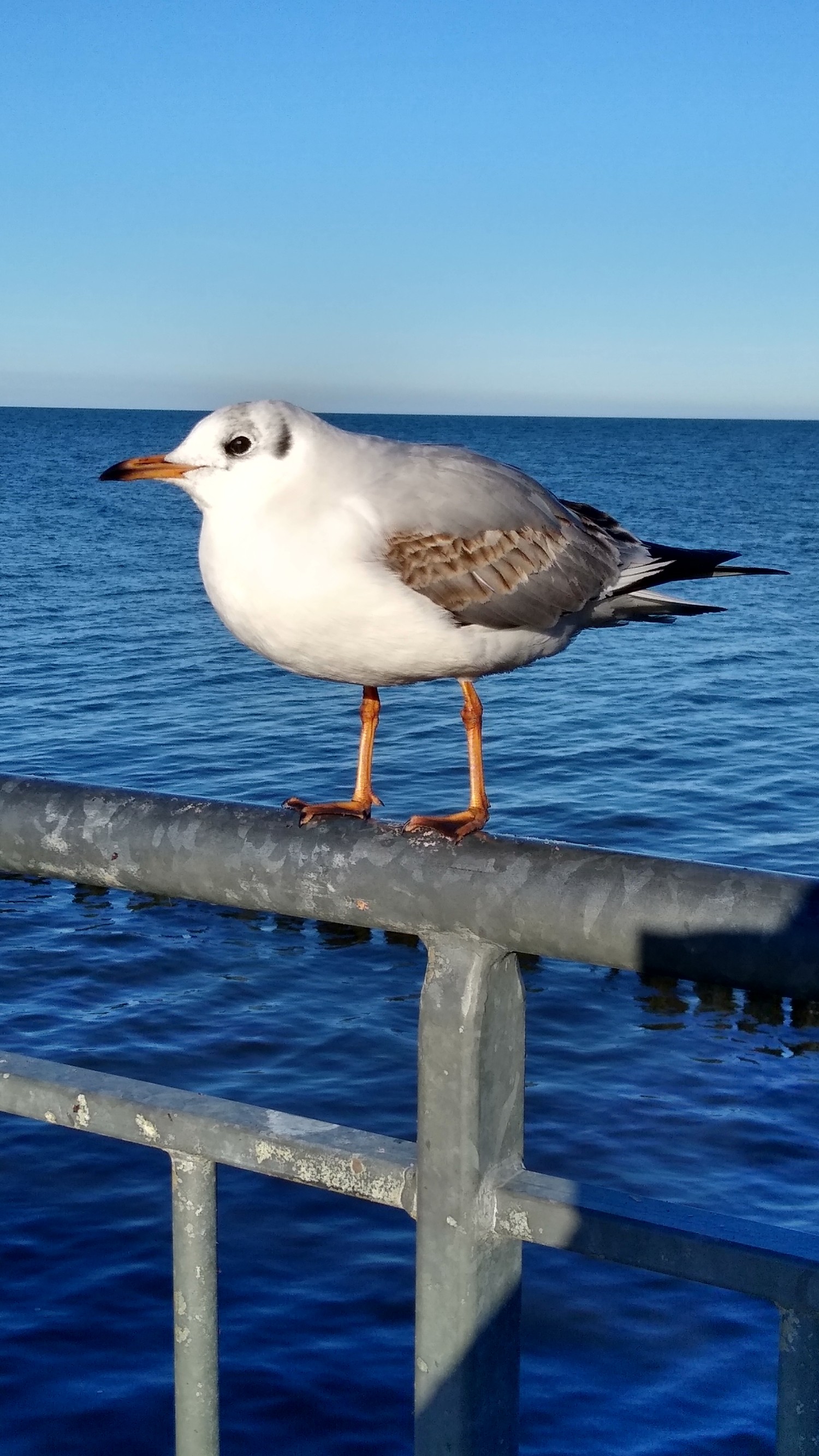 livebirdspoland_f44ceb3cec1195d6fa94f8089973d0d3.jpg