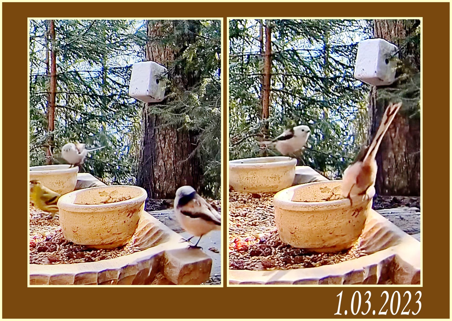 livebirdspoland_5e67957db54802a9e1f429c6f64236d1.jpg