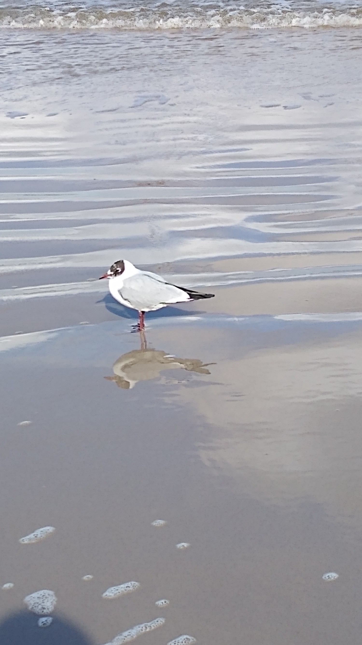 livebirdspoland_3f8121ab39861050b1942cbbca38ceca.jpg