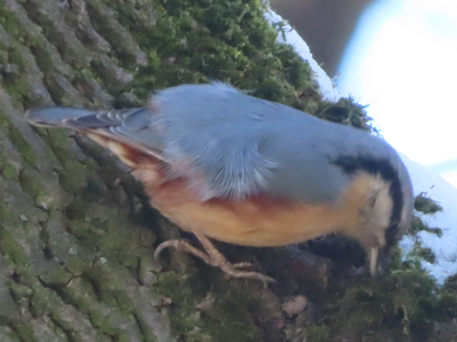 livebirdspoland_7968898fd1baa6a99fc39959903e3fe8.jpg