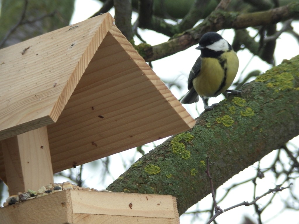 livebirdspoland_7440484c7068429817a4c44a6c04bc4f.jpg