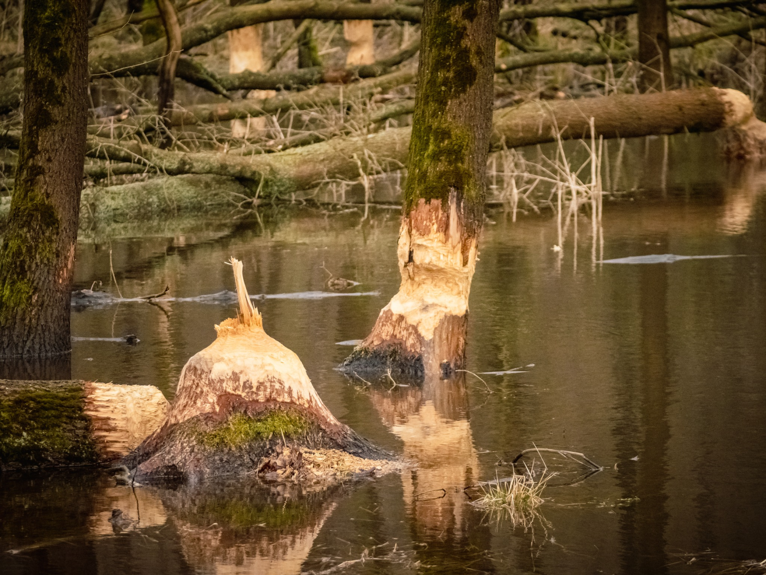 livebirdspoland_7d174d29622d5ecbd1bc671c1e64238a.png